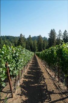 Vineyard rows redwoods